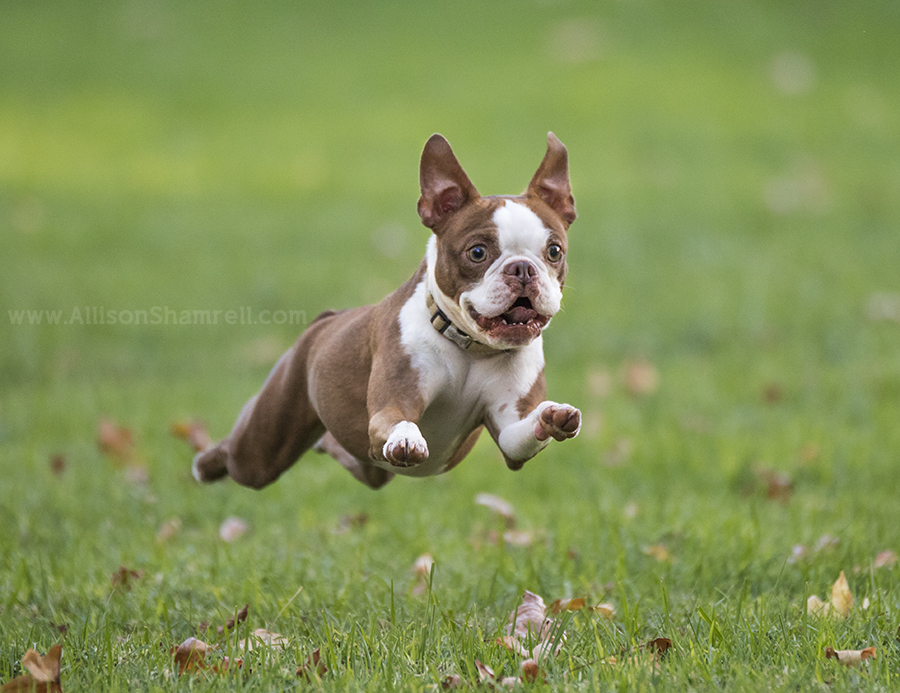 how fast can a boston terrier run