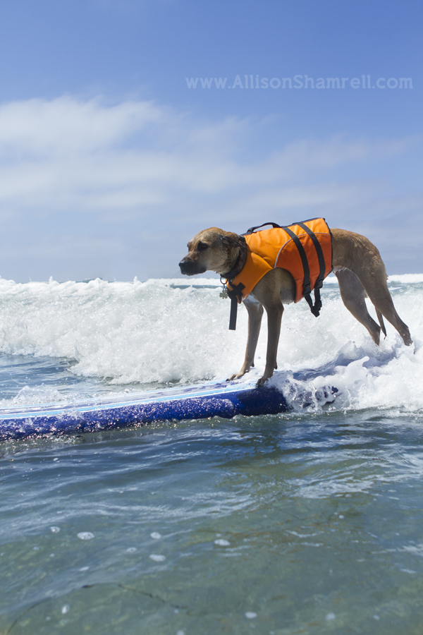 My Dog Bailey's First Surfing Lesson in Del Mar, CA San Diego Pet ...