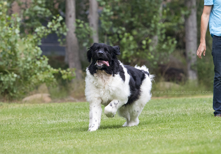 labrador Archives - San Diego Pet Photographer Allison Shamrell ~ The